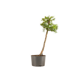 Larix decidua - B5236