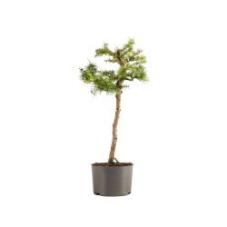 Larix decidua - B5236