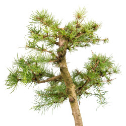 Larix decidua - B5236