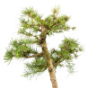 Larix decidua - B5236