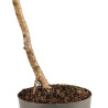 Larix decidua - B5236