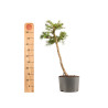 Larix decidua - B5236