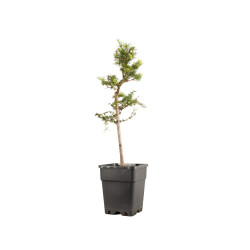 Larix decidua - B5237