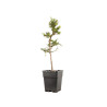 Larix decidua - B5237