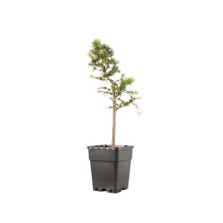 Larix decidua - B5237