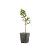 Larix decidua - B5237