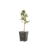 Larix decidua - B5237