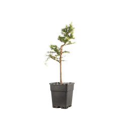 Larix decidua - B5237