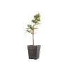 Larix decidua - B5237