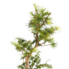 Larix decidua - B5237