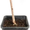 Larix decidua - B5237