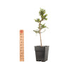 Larix decidua - B5237