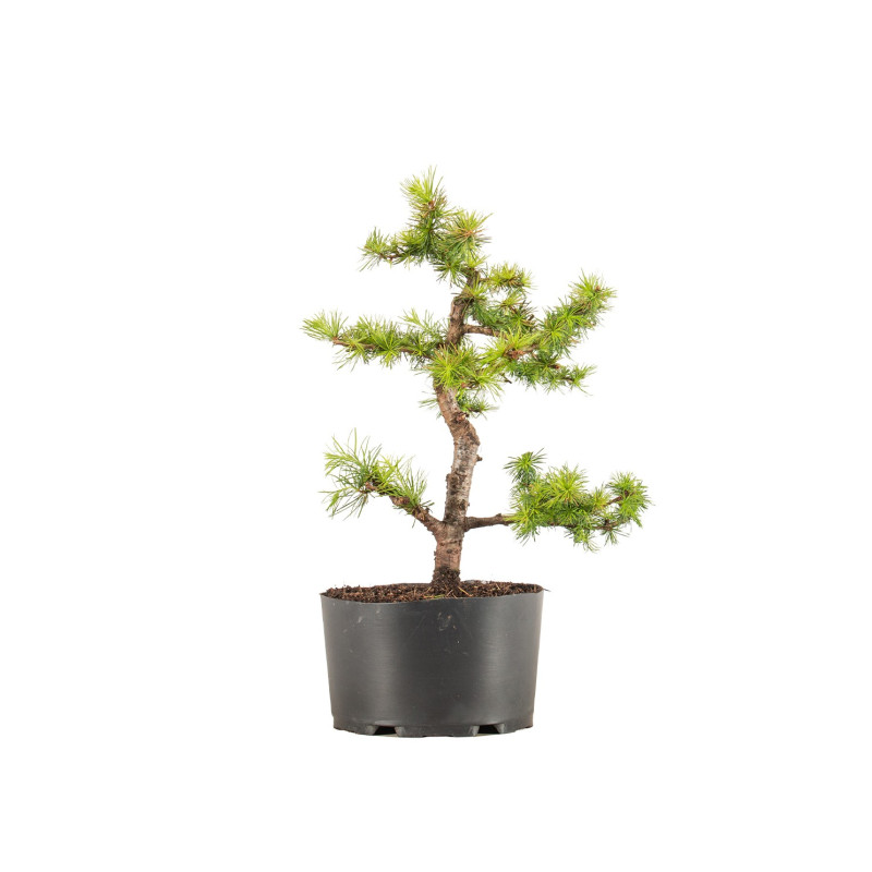Larix decidua - B5238