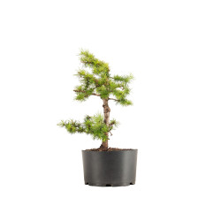 Larix decidua - B5238