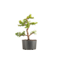 Larix decidua - B5238
