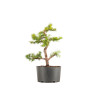 Larix decidua - B5238