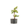 Larix decidua - B5238