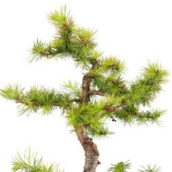 Larix decidua - B5238
