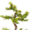 Larix decidua - B5238