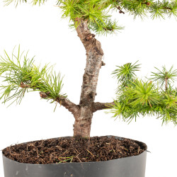 Larix decidua - B5238