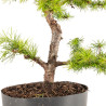 Larix decidua - B5238