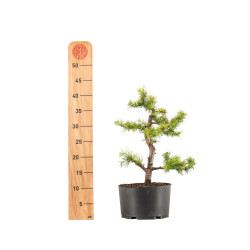 Larix decidua - B5238