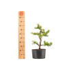 Larix decidua - B5238