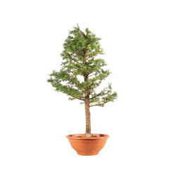 Larix decidua - B5239