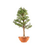 Larix decidua - B5239
