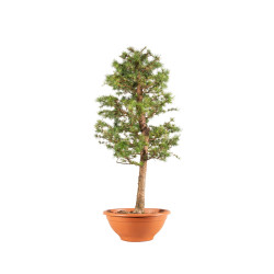 Larix decidua - B5239