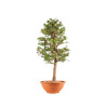 Larix decidua - B5239