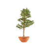 Larix decidua - B5239