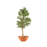 Larix decidua - B5239