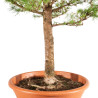 Larix decidua - B5239