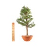 Larix decidua - B5239