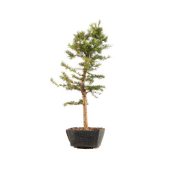 Larix decidua - B5241