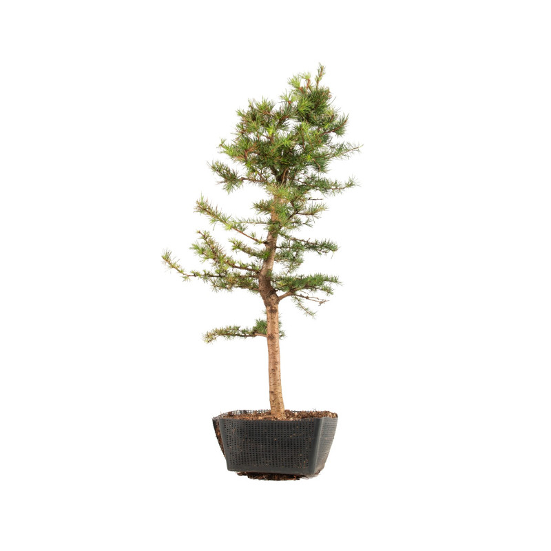 Larix decidua - B5241