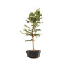 Larix decidua - B5241