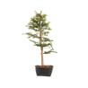 Larix decidua - B5241