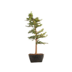 Larix decidua - B5241