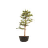 Larix decidua - B5241