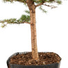Larix decidua - B5241