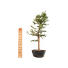Larix decidua - B5241