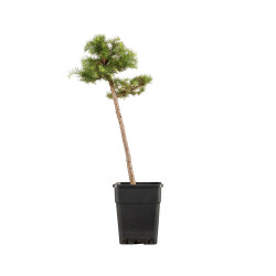Larix decidua - B5242