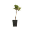 Larix decidua - B5242