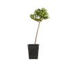 Larix decidua - B5242