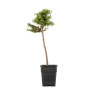 Larix decidua - B5242