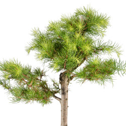Larix decidua - B5242