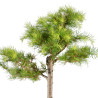 Larix decidua - B5242