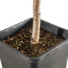 Larix decidua - B5242